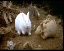 killer-rabbit sacre graal